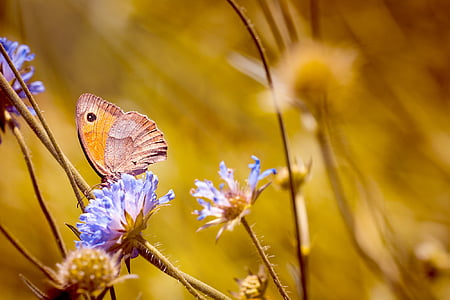 Луг, Медоу Флауэр, натурального газона, цветок, заостренными цветок, Природа, бабочка