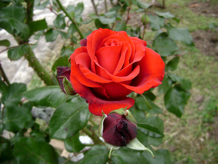Rosa, Scarlet, květ