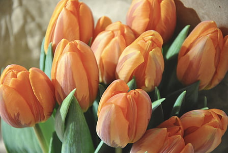 kwiaty, pomarańczowy, wiosna, wiosenny, tulipany, Tulipan, Natura