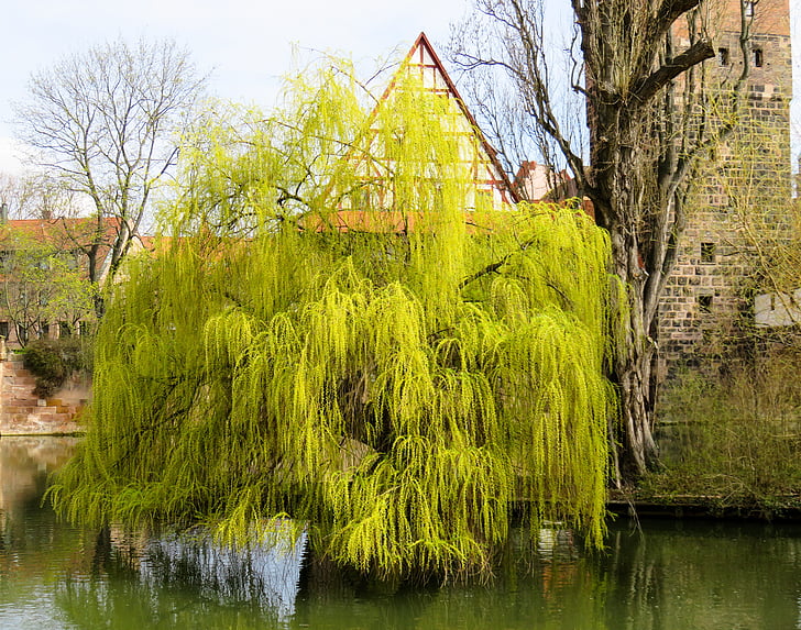 tree, pasture, weeping willow, spring jewelry, spring, harbinger of spring, bloom