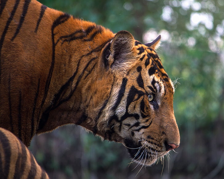 tigar, agresija, životinje, lijep, ljepota, Bengal, Crna