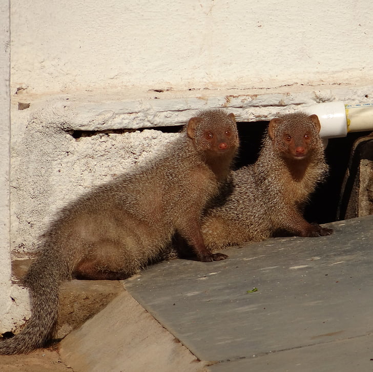 Mongoose, hlodavce, Indický, zviera, Dharwad, India