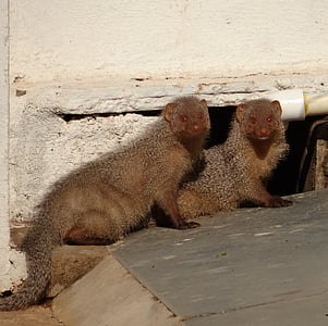 Mongoose, gnagare, indiska, djur, Dharwad, Indien