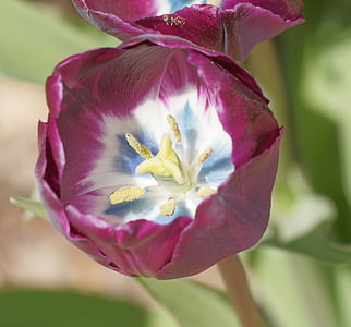 blommor, Tulip, Tulip våren, naturen, kronblad, röd, hjärtat av tulip