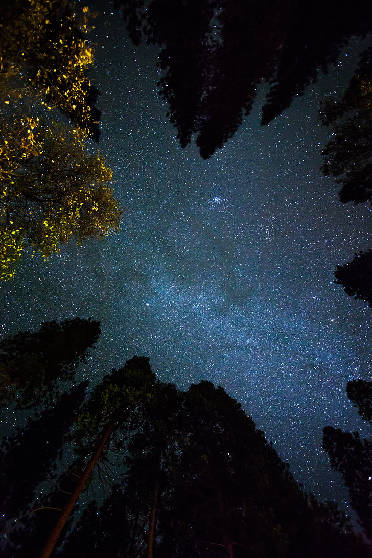 Космос, нощ, небе, звезди, дървета, звезда - пространство, астрономия