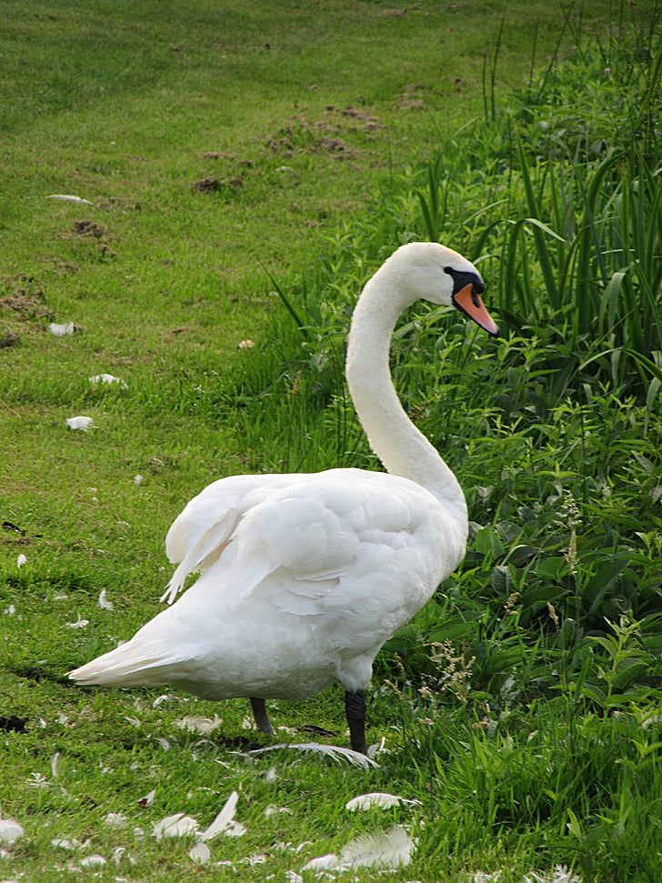 Swan, mute swan, pasăre, alb, cap, păsările de apă, cioc