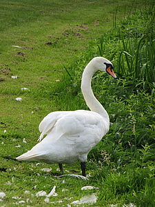 Swan, Tårnugle, fuglen, hvit, hodet, vannfugler, nebb