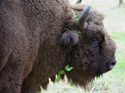 bò rừng bizon, Buffalo, Wildwood, Kent, động vật hoang dã, Bull, công viên
