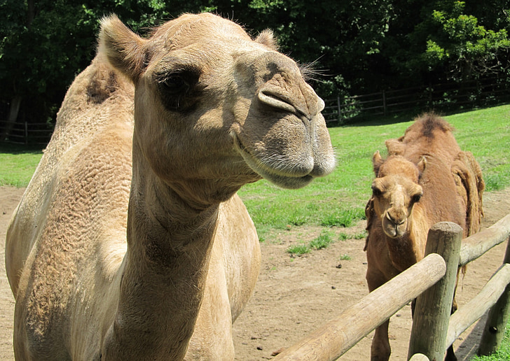 camell, mare, nadó, en dromedari, Retrat, animal, transport