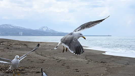animal, sky, cloud, mountain, sea, beach, sea gull