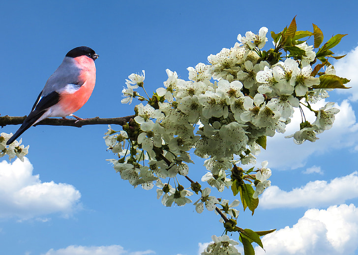 mùa xuân, frühlingsanfang, bullfinch, con chim, Hoa anh đào, Sân vườn, Thiên nhiên