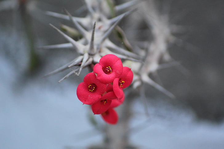 Pryšec zářivý, Euphorbia splendens, trnová koruna, květ, červená, Příroda, detail