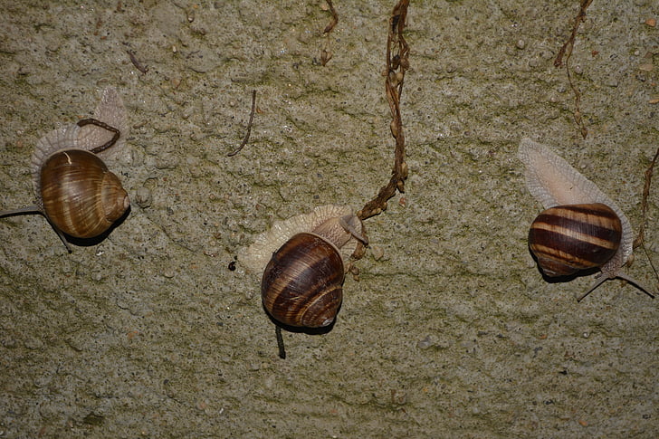 escargot, glissante, brun, mur