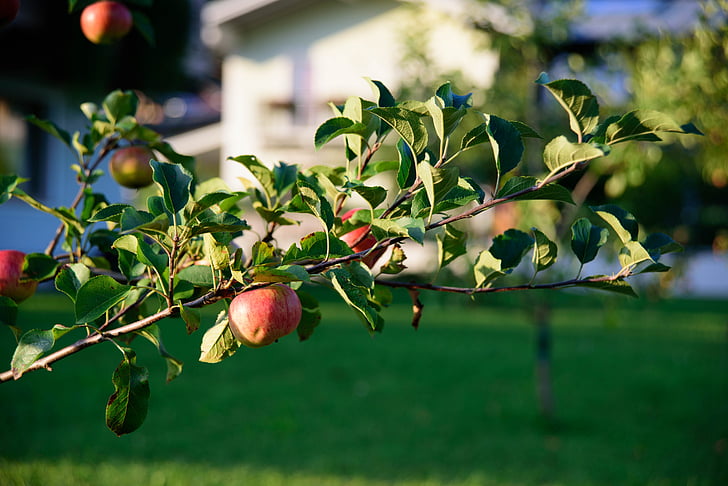 Apple, træ, frugt, æbletræ, rød, sund, kernobstgewaechs