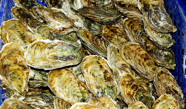 oysters, france, shells, seafood
