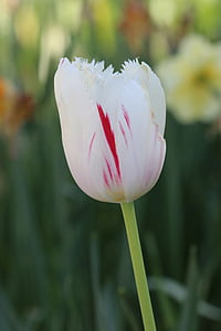 tulipány, bílá, růžová, žlutá, květ, závod, Příroda