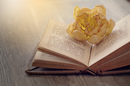 book, font, old, book pages, old book, flower, blossom