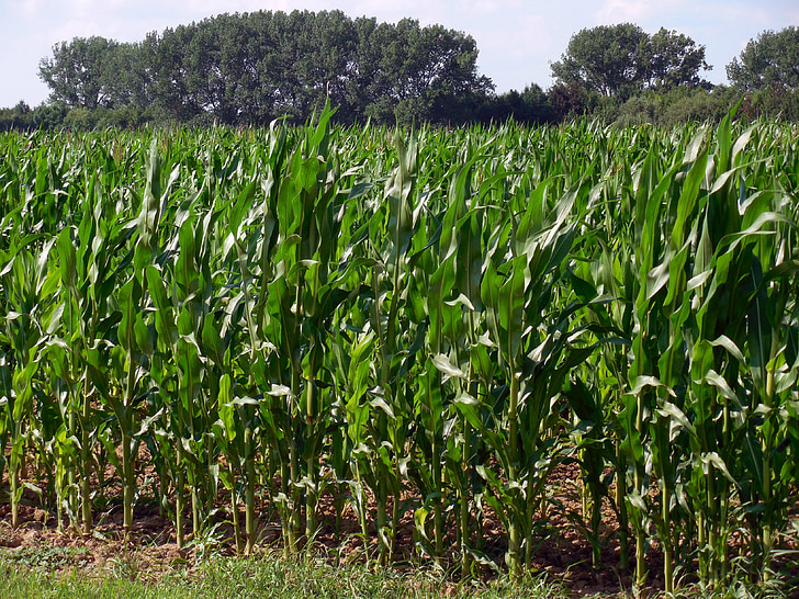 cornfield, corn, field, agriculture, corn on the cob, harvest, arable