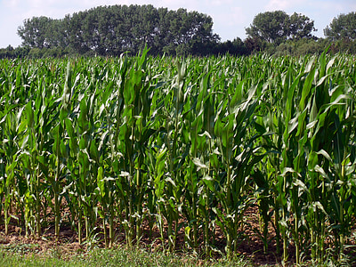 кукурузное поле, Кукуруза, поле, Сельское хозяйство, Кукуруза в початках, урожай, пахотные земли