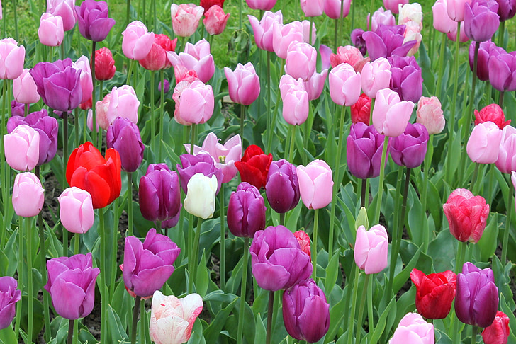 flower meadow, tulips, colorful, spring, nature, garden, flowers