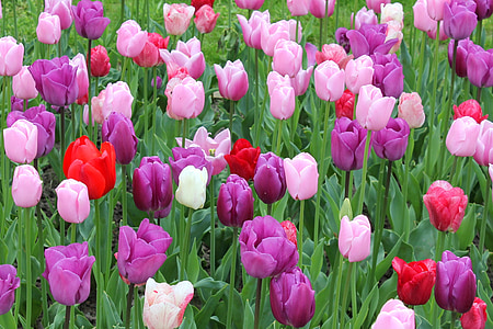 kwiat łąka, tulipany, kolorowe, wiosna, Natura, ogród, kwiaty