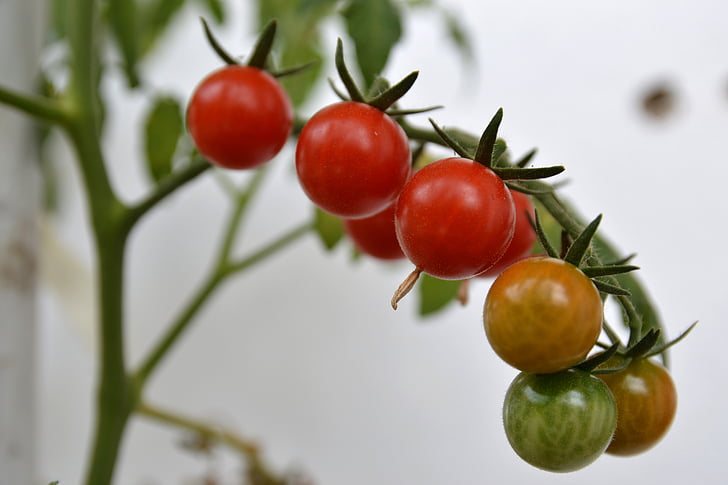 planta, cerezo, tomate, rojo, alimentos, saludable, natural