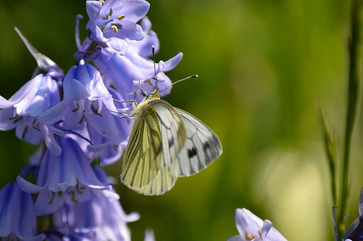 бабочка, Весна, Цветы, Сад, фиолетовый, Природа, насекомое