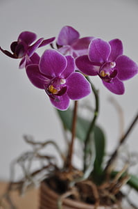 orchidėja, gėlė, rožinė, žiedų, žydėti, augalų