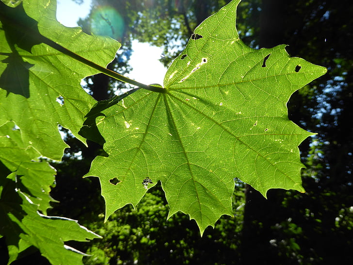 лист, сонячне світло, Природа, лист, літо, дерево, зелений колір