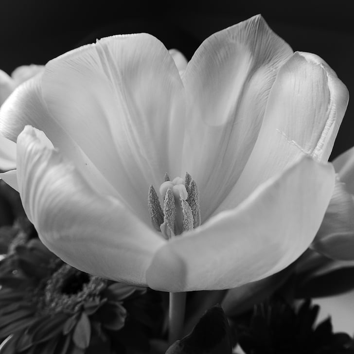 Tulipán, květ, Bloom, závod, květ, bílá, jaro