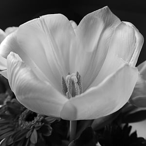 tulipán, Blossom, Bloom, növény, virág, fehér, tavaszi
