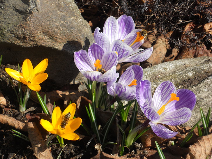 krokas, pavasarį, gėlė, Gamta, augalų, sodas, violetinė