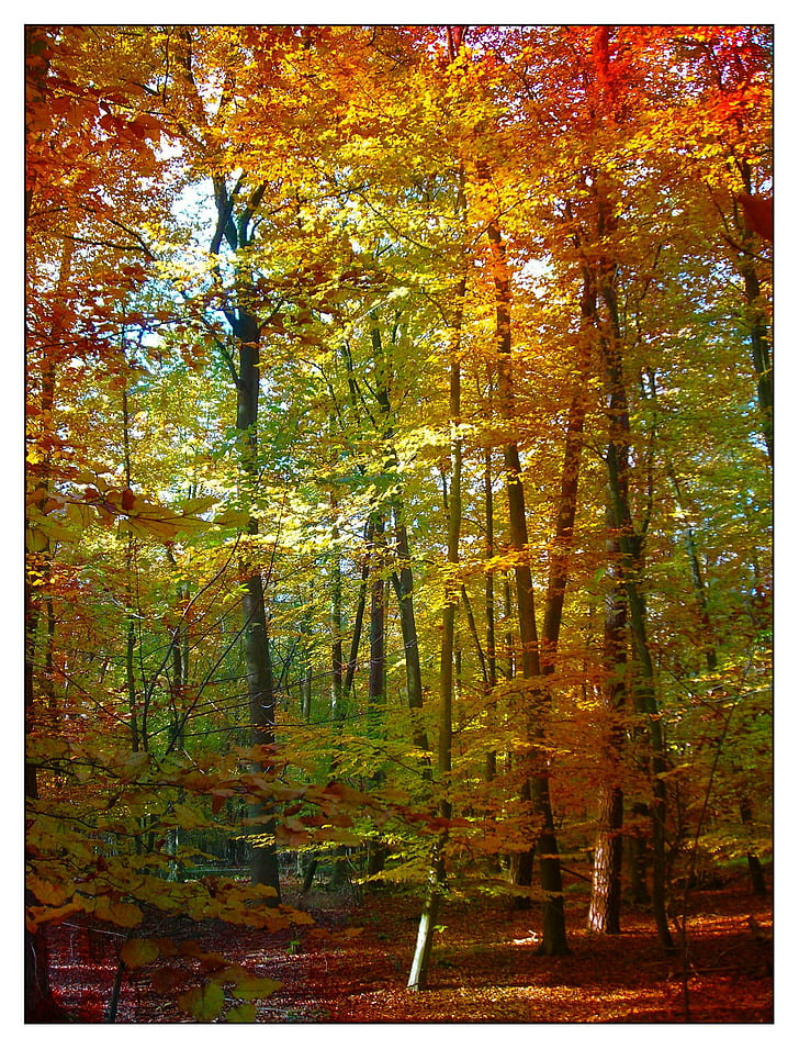 meža, koki, krāsains, zaļumi, atstāj, rudens, rudenī zaļumiem