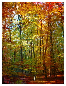 miško, medžiai, spalvinga, lapija, lapai, rudenį, rudenį lapija