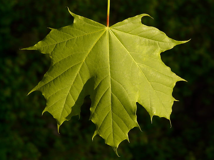 Maple, folha de plátano, folha, árvore, verde, veias, bordo da Noruega