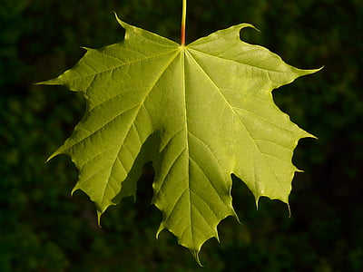 σφενδάμι, φύλλο σφενδάμου, φύλλο, δέντρο, πράσινο, φλέβες, Νορβηγία maple