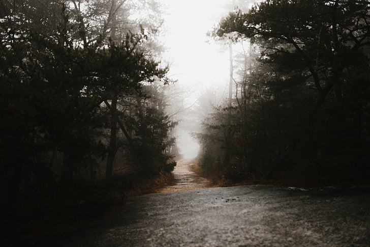 dark, fog, outdoor, road, path, trees, plant