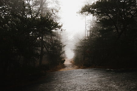sombre, brouillard, en plein air, route, chemin d’accès, arbres, plante