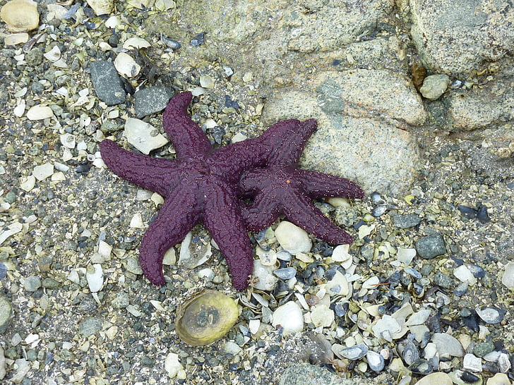 starfish, beach, fund, nature, mussels