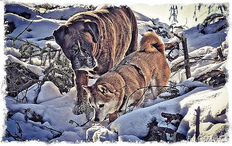 Boxer, shiba inu, cães, amigos, animal, Inverno, animais