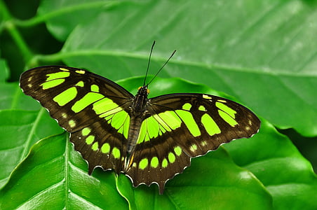 malachite, butterfly, siproeta, stelenes, green, nature, colorful
