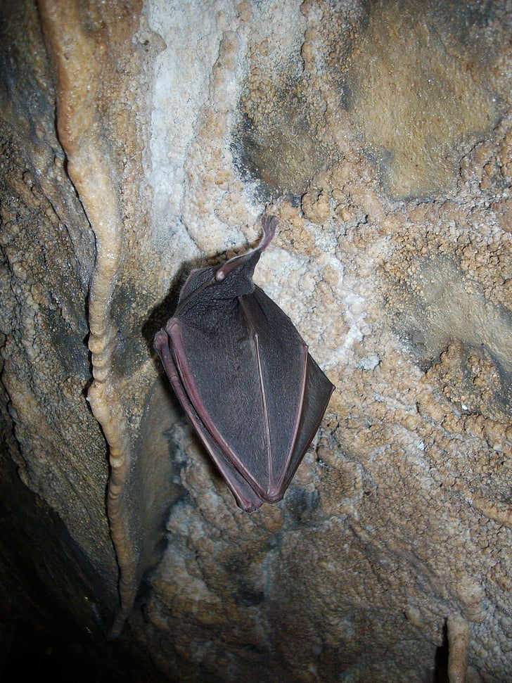 Bat, talveuni, koobas, Cave koosseisude, stalaktiidid, koobas teadus, koopad