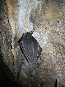 morcego, hibernação, caverna, formações da caverna, estalactites, exploração de cavernas, cavernas