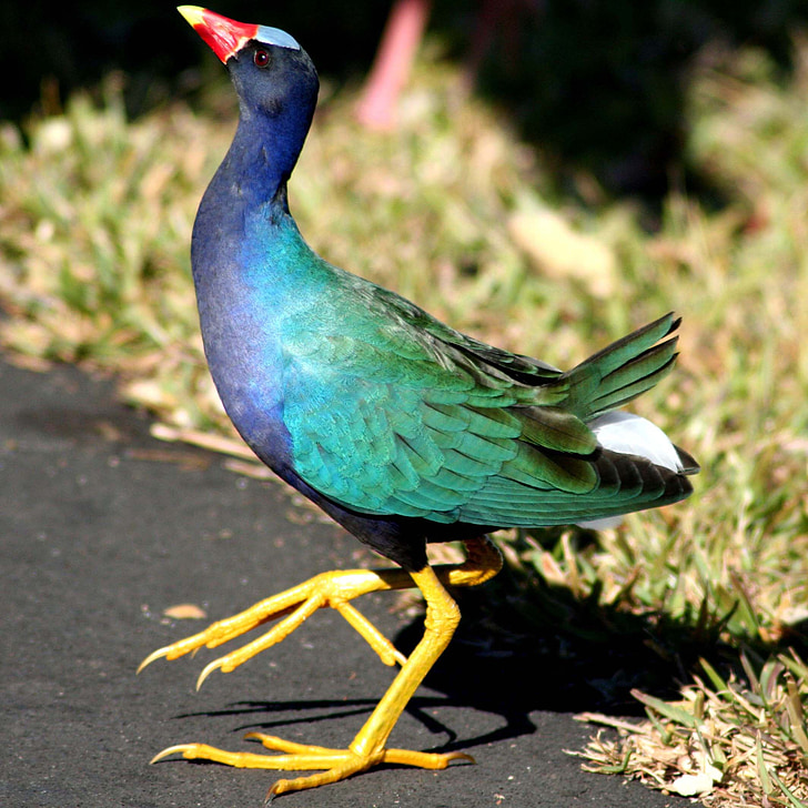 gallinule, นก, สีม่วง gallinule, เต้นรำ, สีเขียว, สีฟ้า, จะงอยปาก