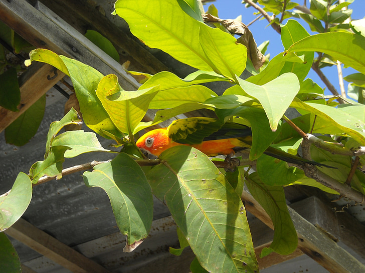 папагал, Малдиви, природата, листа, жълто