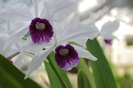 flor, Orquídea, planta, Blanco, púrpura, Pétalo, naturaleza