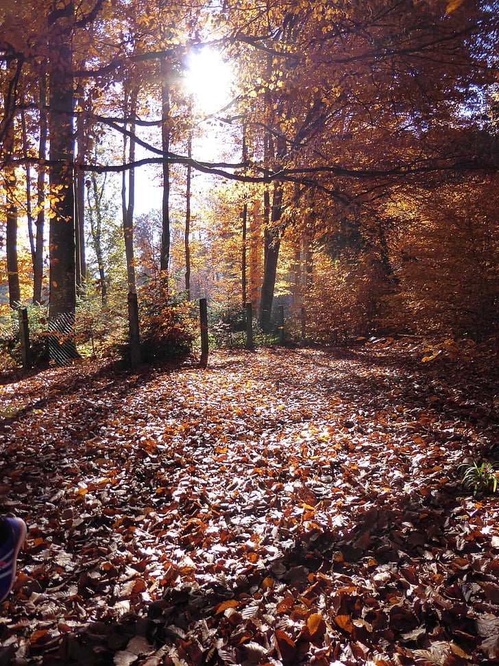 autumn, leaves, sun, golden autumn, nature, forest