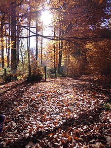 jesień, pozostawia, Słońce, Złota Jesień, Natura, lasu