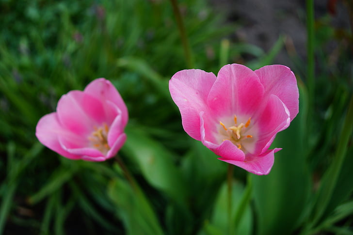 tulipes, flors, Rosa, dolç, tendre, bonica, primavera