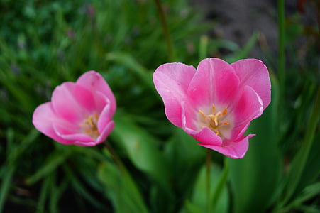 Tulpen, Blumen, Rosa, Süß, Ausschreibung, schöne, Frühling
